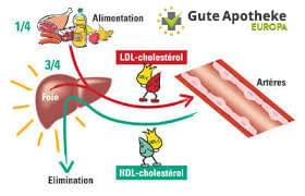 Le cholestérol
