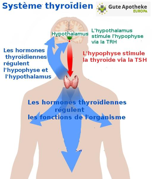 Maladie thyroïdienne